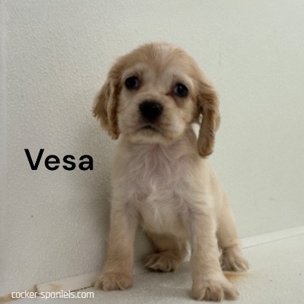 puppy, for, sale, Cocker Spaniel, Joe & Cherri  Overlease, dog, breeder, Miller, MO, dog-breeder, puppy-for-sale, forsale, nearby, find, puppyfind, locator, puppylocator, aca